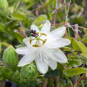 Passiflora 'Constance Elliot' white fragrant passionflower climber - semi-evergreen, to 4m, 2 L pot