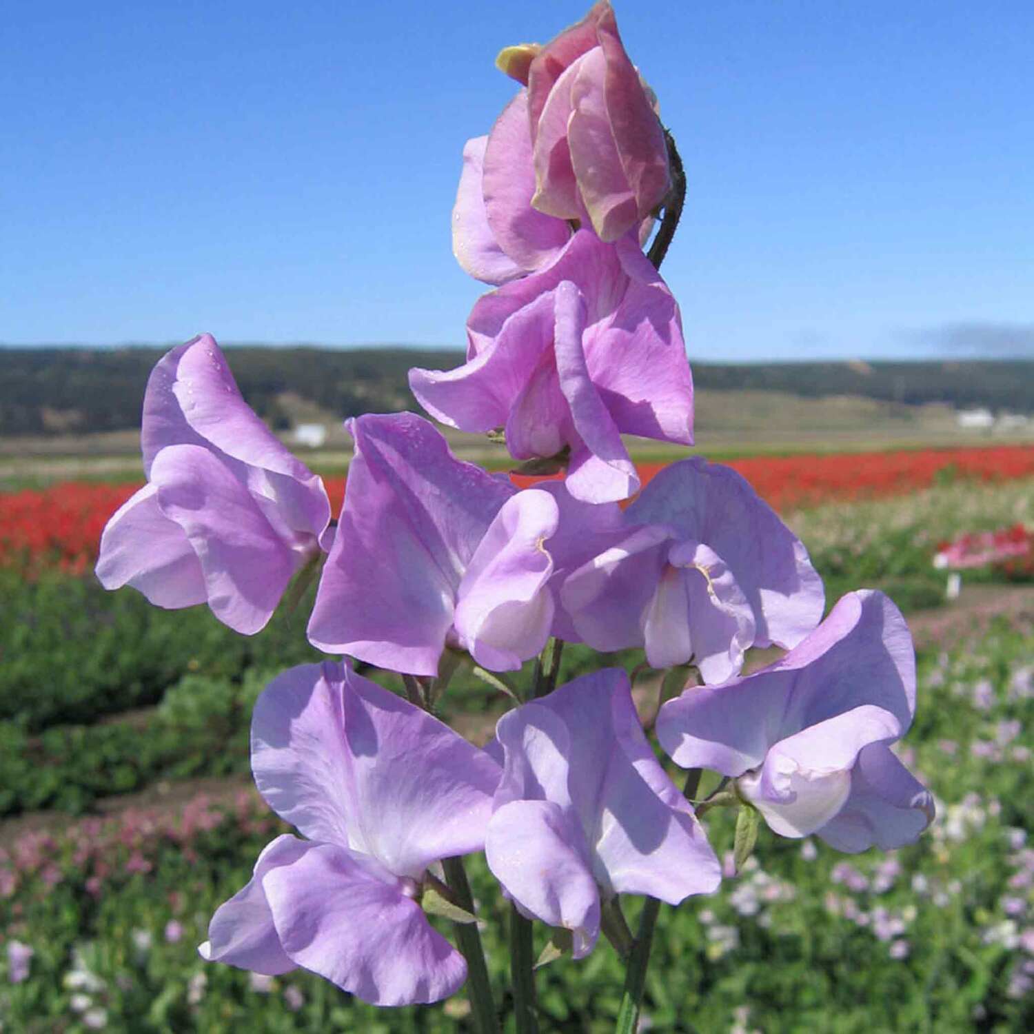 Unwins Sweet Pea Seeds 'Leamington' - Blue