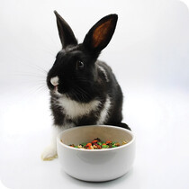 Small Pet Food