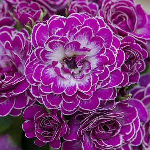 Primrose Belarina Series Candy Autumn Bedding Plant 9cm Pot