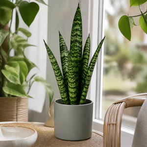 Plants By Post Sansevieria Superba Snake Plant