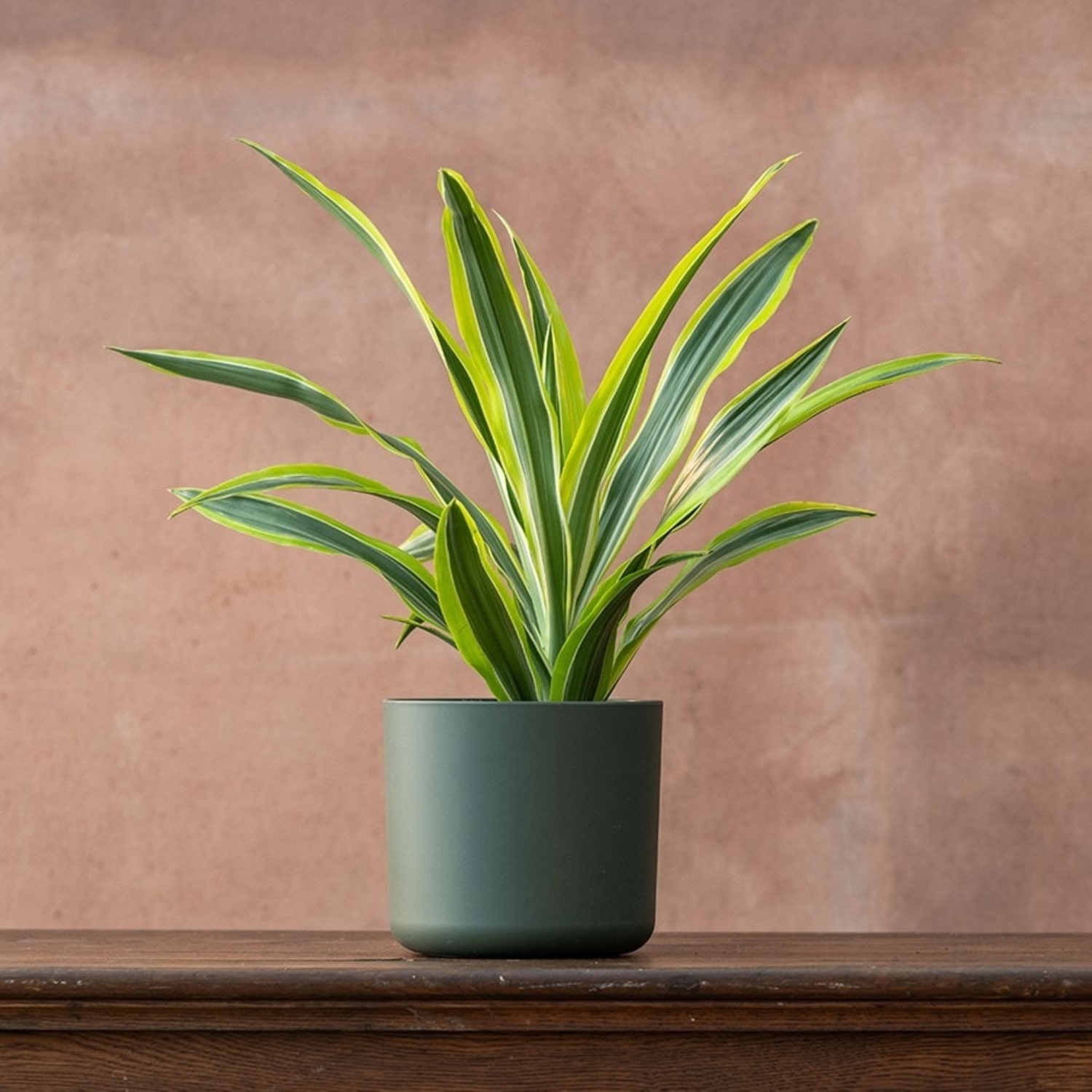 Primrose Dracaena Fragrans Lemon Lime Dragon 17Cm Pot 50Cm Tall Foliage House Plants - Green