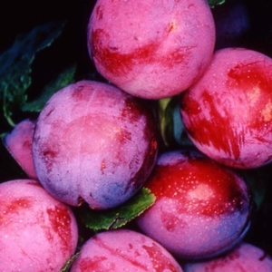 Plant Theory Plum Opal Outdoor Fruit Tree 9L Pot SJA Rootstock 1.5m - 2m