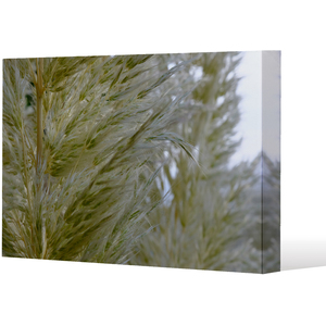 autumn pampas grass close up Canvas Print