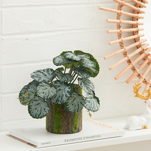  shot 1646604