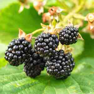 Marshalls Garden Blackberry 'Chester Thornless'