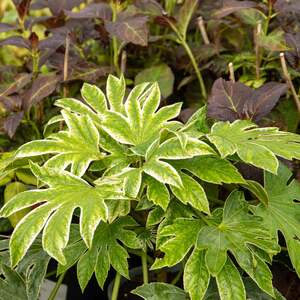 Marshalls Garden Fatsia japonica 'Spider's Web' evergreen shrub with white-speckled foliage 9cm