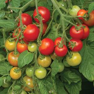 Marshalls Garden Tomato 'Cherry Falls' F1 Seeds - Trailing Red Cherry Tomatoes for Hanging Baskets