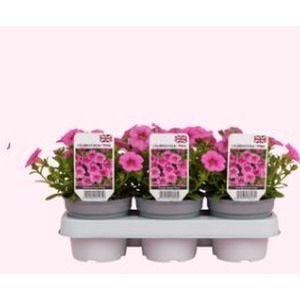 Calibrachoa Pink - 3 Potted Trailing Plants