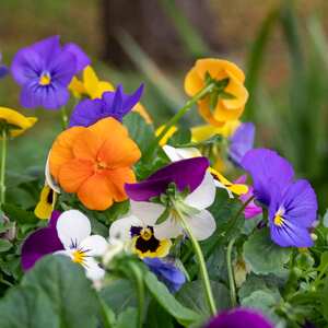Viola 'Sorbet Mix'