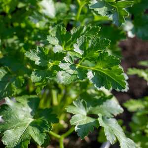 Marshalls Garden Parsley 'Italian Flat Leaf'