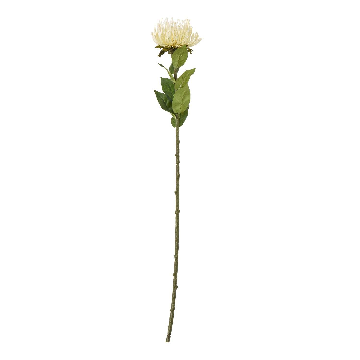 Sostter Unisex Cream Everlasting Protea Stem For Home Styling - Image 2