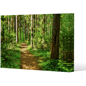 Woodland path Canvas Print