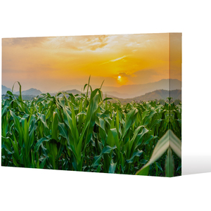 green corn field in agricultural garden and light shines sunset Canvas Print