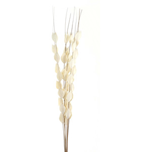 Bouquet Of Dried Thlaspi Arvense Natural Filler