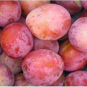 Plums Victoria Fruit Tree 6ft, 12L Pot by Directplants