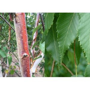 Betula Albosinensis Fascination Tree 6ft Tall, 12L Pot by Directplants