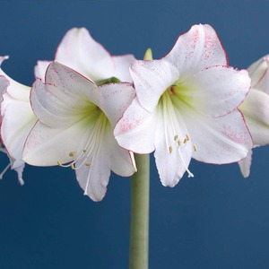 Amaryllis Picotee Bulbs