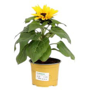 Fragaria Strawberry Plant - 40cm / Early Mix