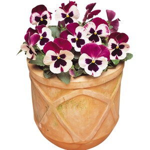 Festival Colours Viola