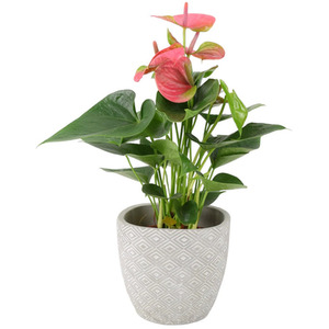Anthurium Pink Flamingo Flower - Exotic Indoor Plant in 12cm Pot