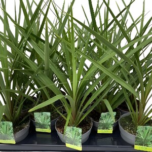 Salix Integra Flamingo Plant - Pink