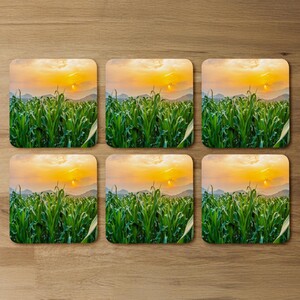 Green corn field in agricultural sunset Designer Coaster Set