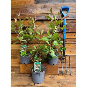 10x Large Photinia Red Robin Hedging Shrubs in 3 L Pots By Direct Plants