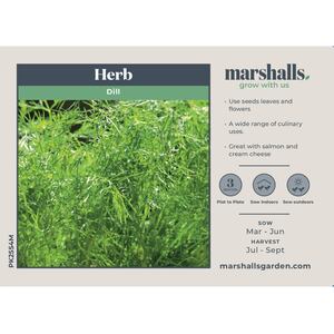 Marshalls Garden Dill Seeds (Anethum graveolens) - Hardy Annual, 500 Seeds