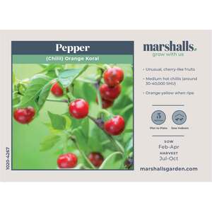 Marshalls Garden Orange Koral Chilli Seeds - Early-Maturing Capsicum annuum, 10 Seeds