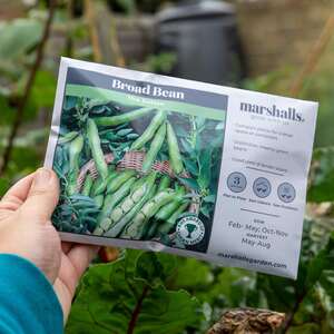 Marshalls Garden Broad Bean Seeds 'The Sutton' - Compact RHS AGM, 65 Seeds