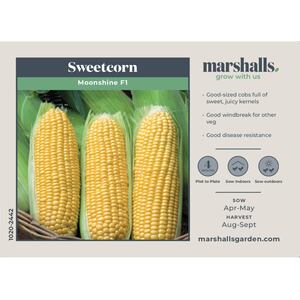 Marshalls Garden Moonshine F1 Sweetcorn Seeds - Super-Sweet, High-Yield