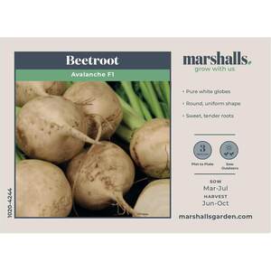 Marshalls Garden Beetroot 'Avalanche' F1 White Seeds - 200 Seeds