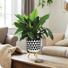 Indoor Pots Planters