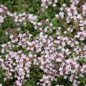 Set of 3 Thyme Serpyllum Pink Chintz Thymus 9cm Pot Herb Garden Plant