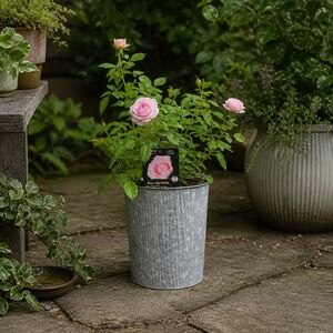 Plants By Post 3L Happy Silver Wedding Light Pink Rose Bush C