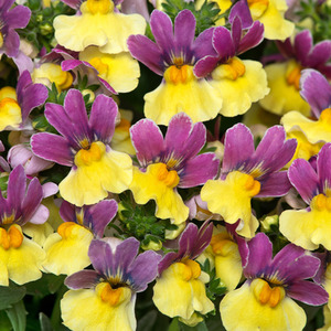 Nemesia Lady Lucy - 9cm Pots Pack of 3 Vibrant Pollinator-Friendly Flowers