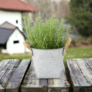Rosemary Plant in Heart Tin - Fragrant Herb for Kitchen Garden