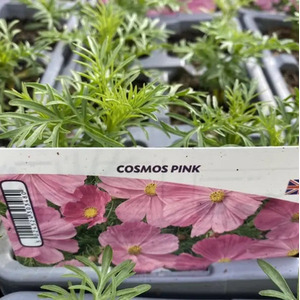 Cosmos Pink  6 Pack x 2 - 12 Plants Garden Ready Annuals for Summer