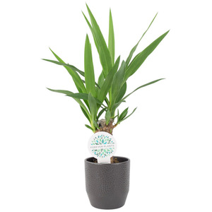 Yucca Elephantipes 12cm Pot - Easy Care Indoor Plant for Bright Spaces