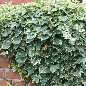Hedera Helix Glacier Evergreen Vine Climbing Plant