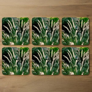 Decorative cat tail grass growing along a walkway Designer Coaster Set