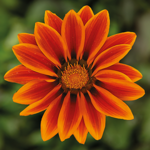 Gazania Kiss Orange Flame