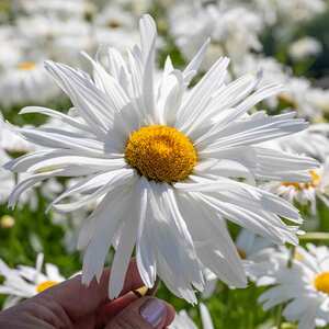 Marshalls Garden Leucanthemum 'Crazy Daisy' Frilly Shasta Daisy, Hardy Perennial 0.5-1.0m 9cm Plant