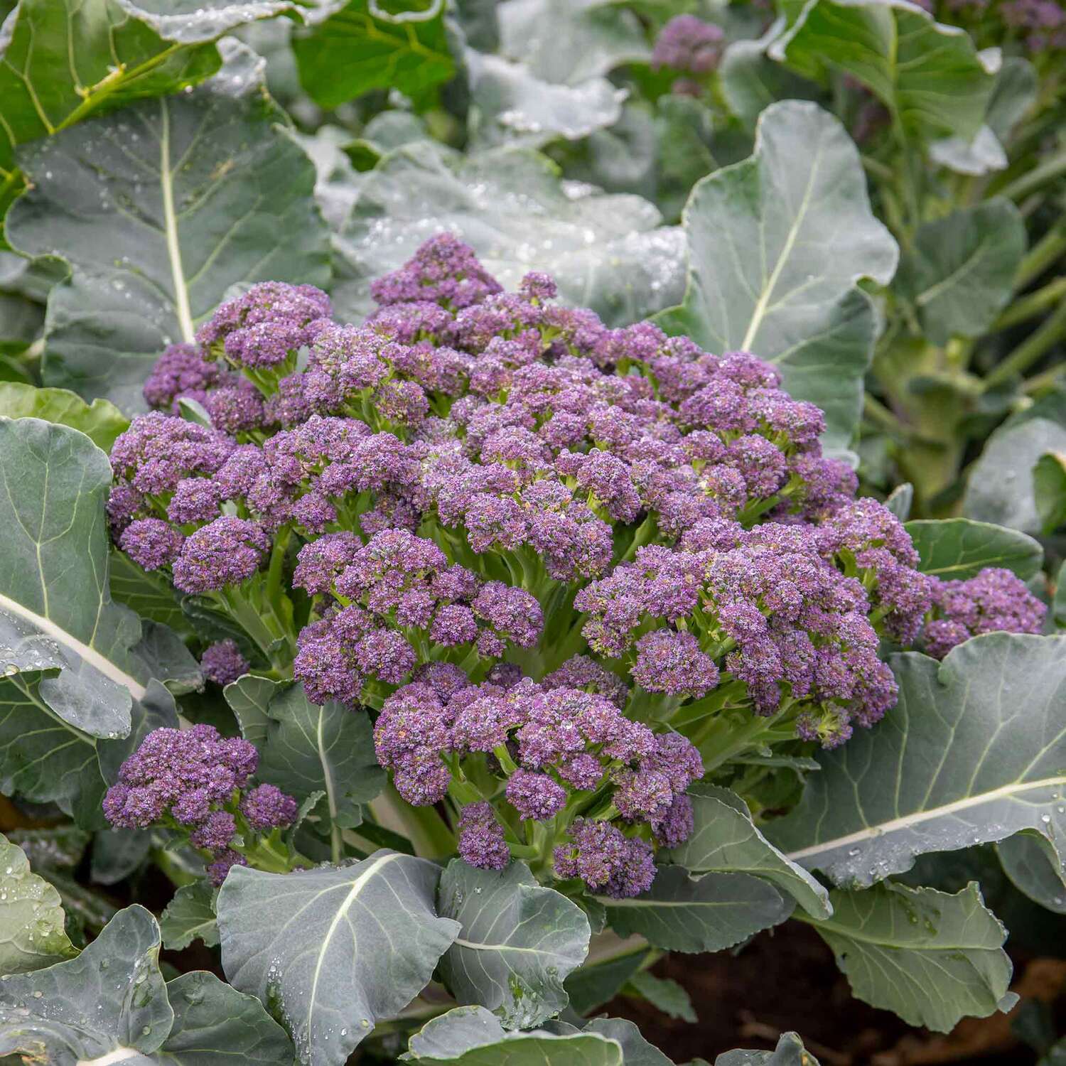 Marshalls Garden Marabel F1 January King Cabbage Seeds - 50 seeds - Green