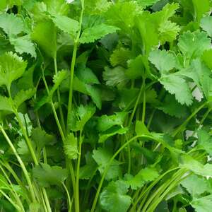 Marshalls Garden Coriander 'Cruiser' Seeds - 250 Pack
