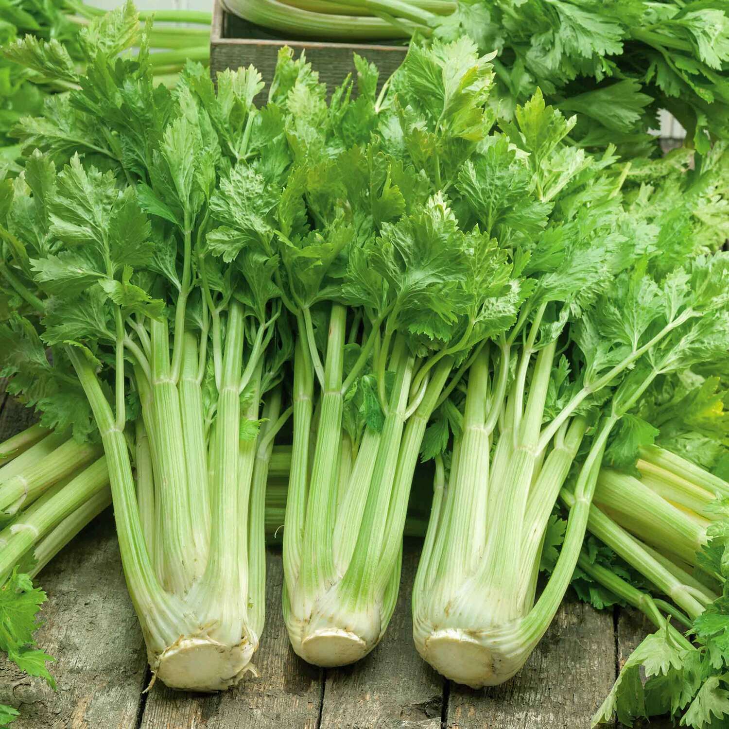 Fennel Solaris F1 Seeds, Fast-Growing Bulbing Fennel - Green