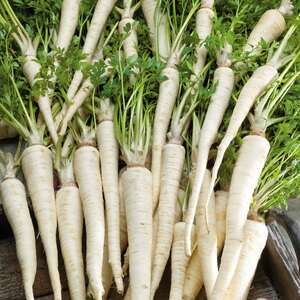  shot 13981554