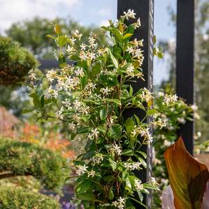 Star Jasmine (Trachelospermum jasminoides)