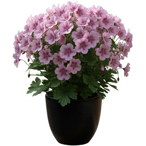 Geranium Smokey Eye Pink Improved - Bicolour Summer Plant - 1L Pot